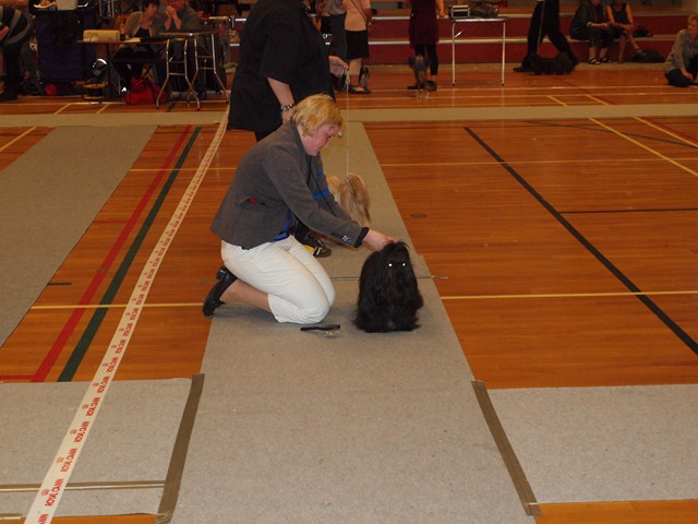 Shih Tzu Danmark